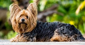 Free Yorkshire Terrier Terrier photo and picture