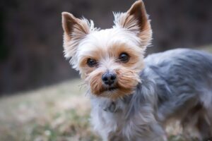 Free Yorkshire Terrier Dog photo and picture