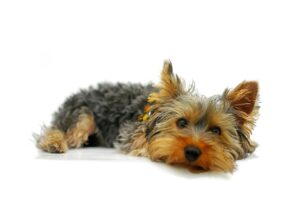 Free Yorkshire Terrier York photo and picture